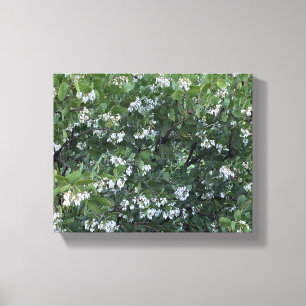 Lienzo Una California floreciente: Manzanita Dr Hurd