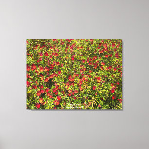 Lienzo Una California floreciente: Mimulus 'Red'
