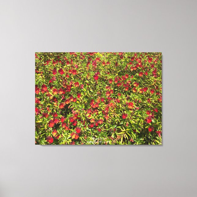 Lienzo Una California floreciente: Mimulus 'Red' (Anverso)