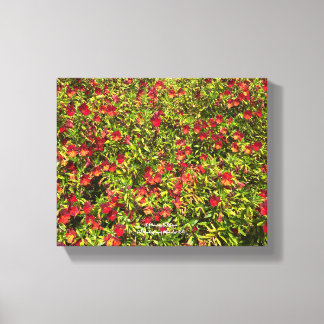Lienzo Una California floreciente: Mimulus 'Red'