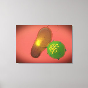 Lienzo Una célula de asesino natural inyecta la toxina