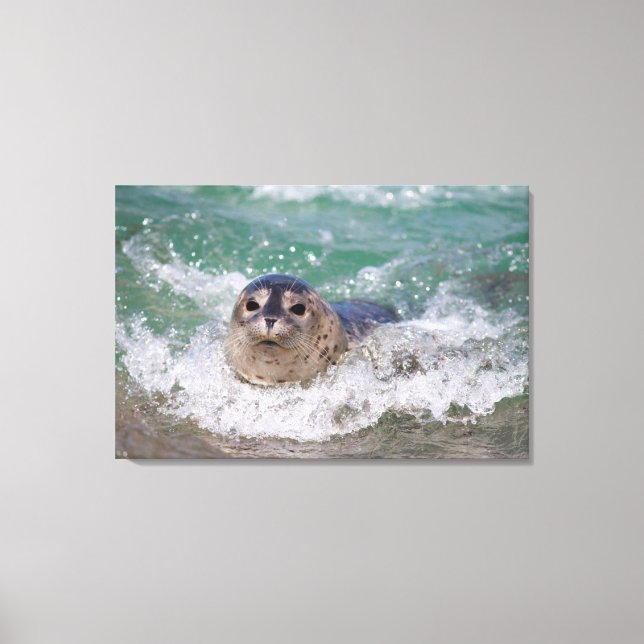 Lienzo Una cría de foca haciendo surf (Anverso)