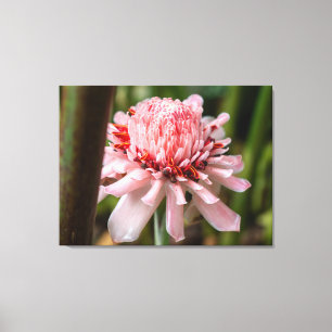 Lienzo Una flor de antorcha rosa jengibre en Costa Rica