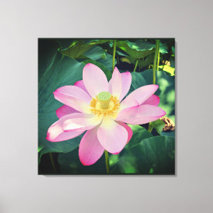 Lienzo Una flor de loto vibrante