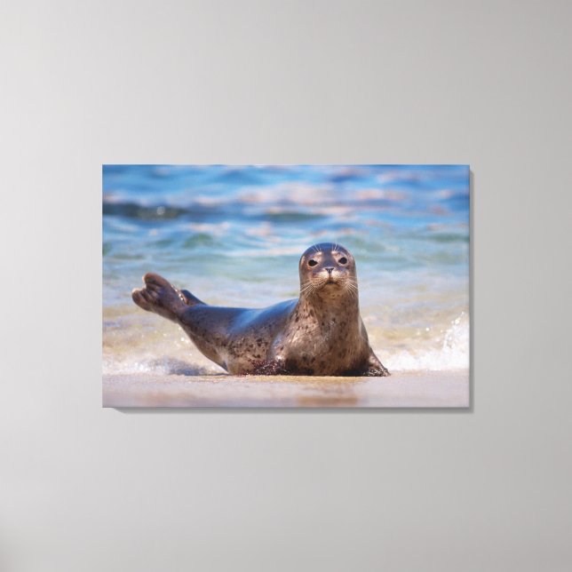 Lienzo Una foca en una playa a lo largo de la Costa Pacíf (Anverso)