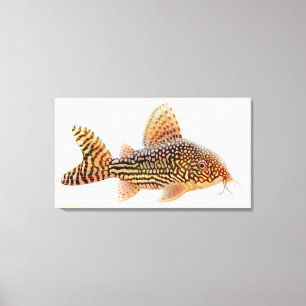 Lienzo Una lona envuelta siluro grande de Corydoras