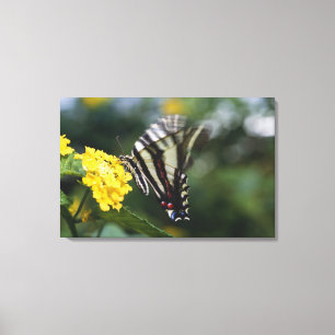 Lienzo Una mariposa, en la familia de Swallowtails o