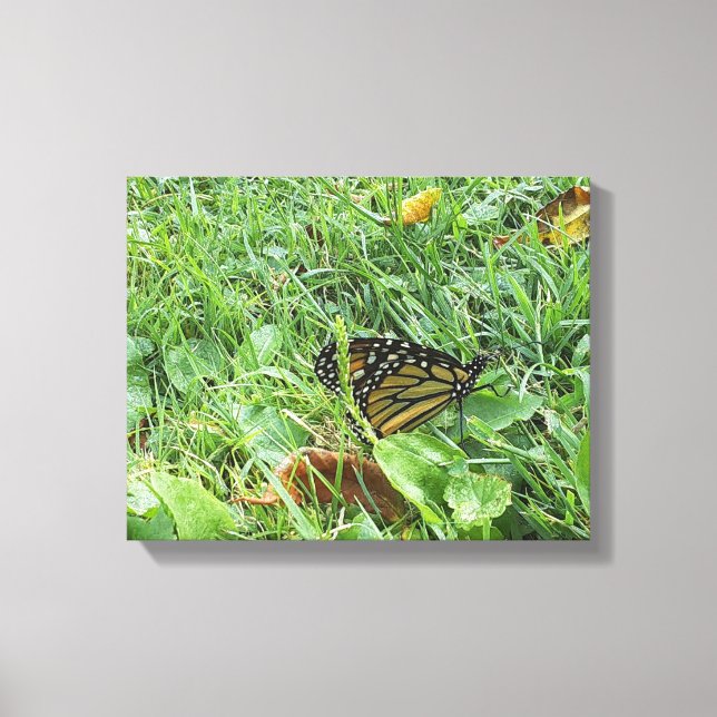 Lienzo Una mariposa monarca (Anverso)