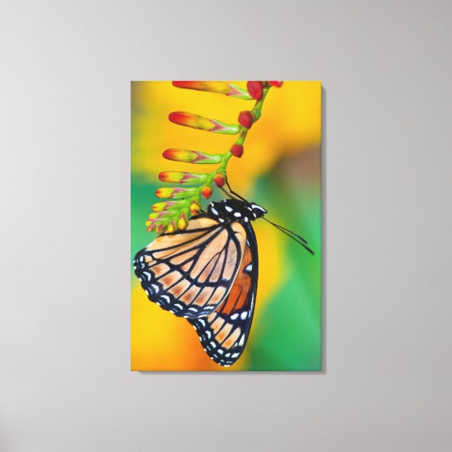 Lienzo Una Mariposa Monarca sobre Flores (Anverso)