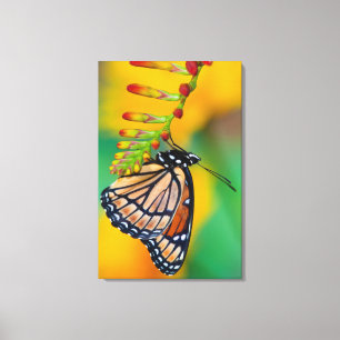 Lienzo Una Mariposa Monarca sobre Flores