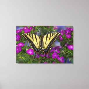 Lienzo Una mariposa vicerrey sobre flores rosa oscuro