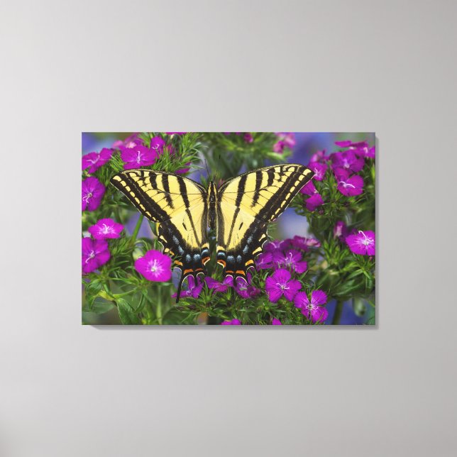 Lienzo Una mariposa vicerrey sobre flores rosa oscuro (Anverso)