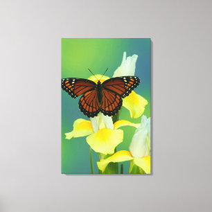 Lienzo Una mariposa virrey en un lirio japonés amarillo