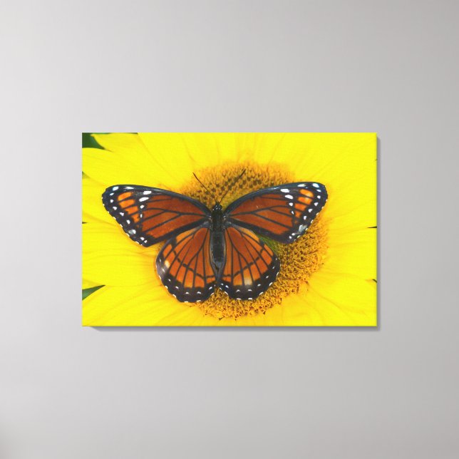 Lienzo Una Mariposa Virrey | Limenitis Archippus (Anverso)