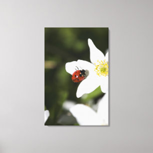 Lienzo Una mariquita en una anémona de madera Estocolmo