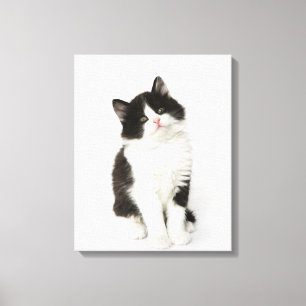 Lienzo Una mirada que se sienta del gatito joven en la