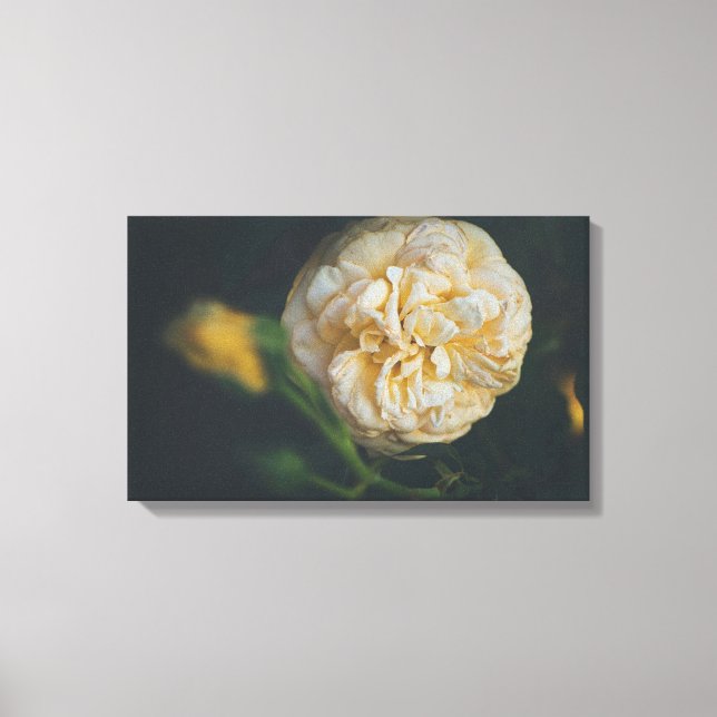 Lienzo Una rosa amarilla (Anverso)