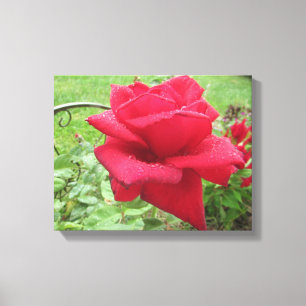 Lienzo Una rosa roja en la pared colgante de la lluvia