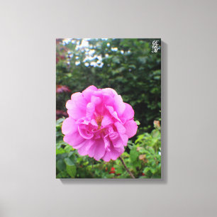 Lienzo Una Sola Flor Rosa