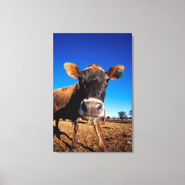 Lienzo Una vaca Jersey siendo curiosa (Anverso)