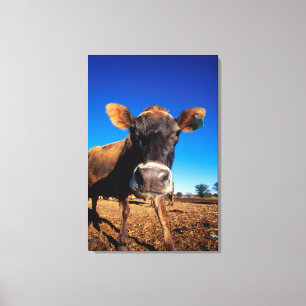 Lienzo Una vaca Jersey siendo curiosa