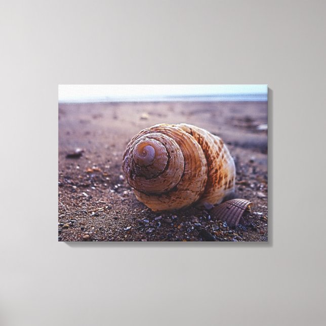 Lienzo Una Vista De Macro De Un Shell De Espiral (Anverso)