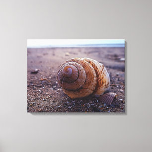 Lienzo Una vista macra de Shell espiral