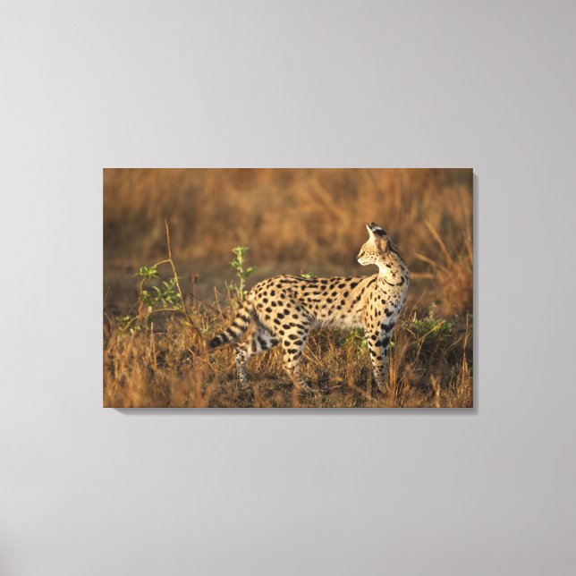 Lienzo Upper Mara, Reserva de caza Masai Mara, Kenia, (Anverso)