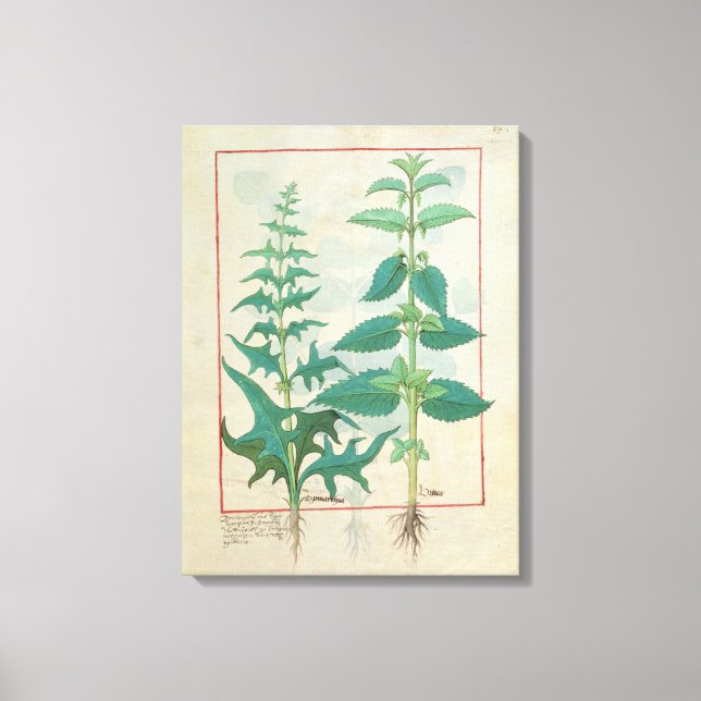 Lienzo Urticaceae (Anverso)