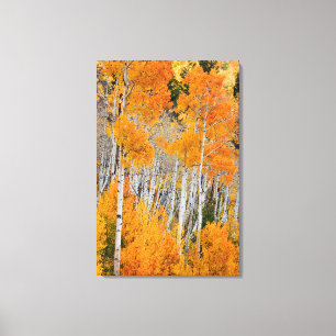 Lienzo Utah, EE.UU. Árboles ápicos (Populus Tremuloides