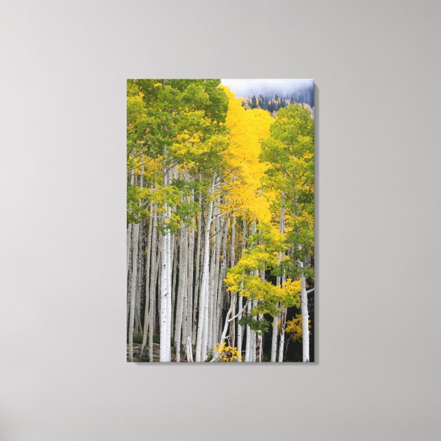Lienzo Utah. EE. UU. Árboles de Aspen (Populus Tremuloide (Anverso)