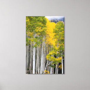 Lienzo Utah. EE. UU. Árboles de Aspen (Populus Tremuloide