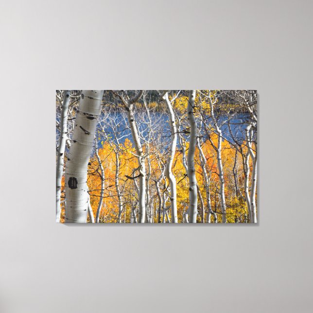 Lienzo Utah, EE. UU. Árboles de Aspen (Populus Tremuloide (Anverso)