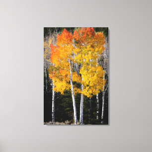 Lienzo Utah, EE. UU. Árboles de Aspen (Populus Tremuloide