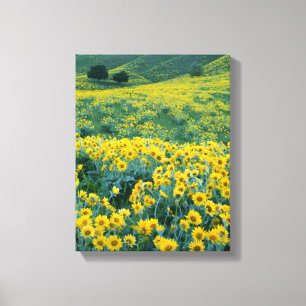 Lienzo UTAH. EE. UU. Balsamorhiza