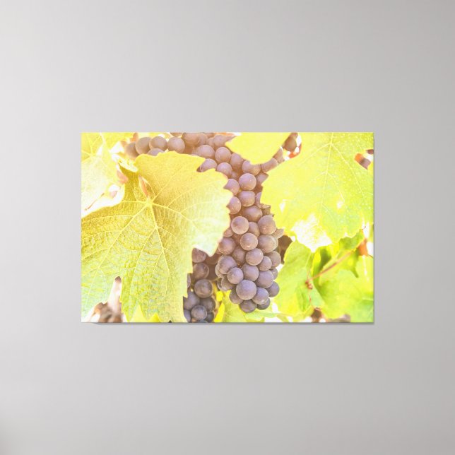 Lienzo Uva en vinagre (Anverso)