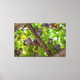 Lienzo Uvas en las vides
