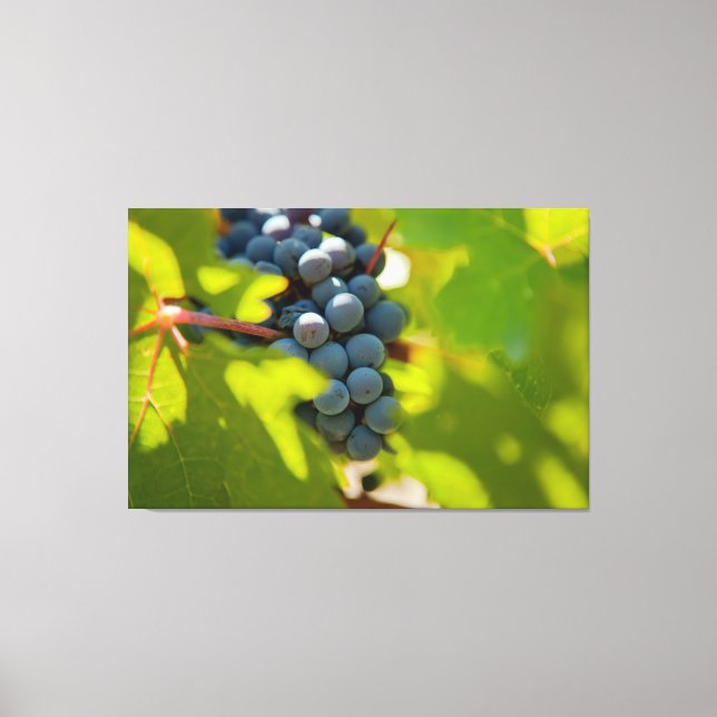 Lienzo Uvas en vinagre (Anverso)