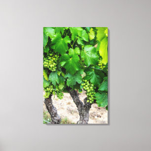 Lienzo Uvas para vino en crecimiento, Francia