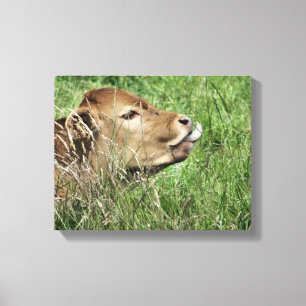 LIENZO VACA