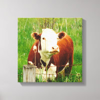 Vaca Curiosa Linda 4Carrie