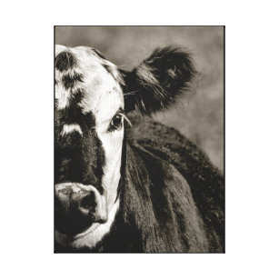 Lienzo Vaca de granja negra y blanca