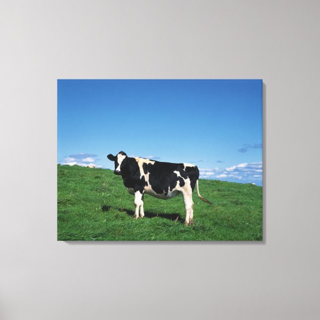 Lienzo vaca Holstein en el campo, Bekkai-Machi, (Anverso)