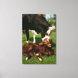 Lienzo Vaca y becerro recién nacido