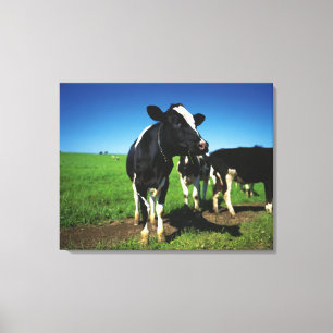 Lienzo Vacas de Holstein en un campo