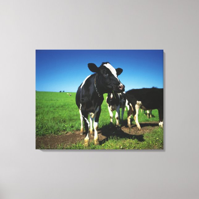 Lienzo Vacas de Holstein en un campo (Anverso)