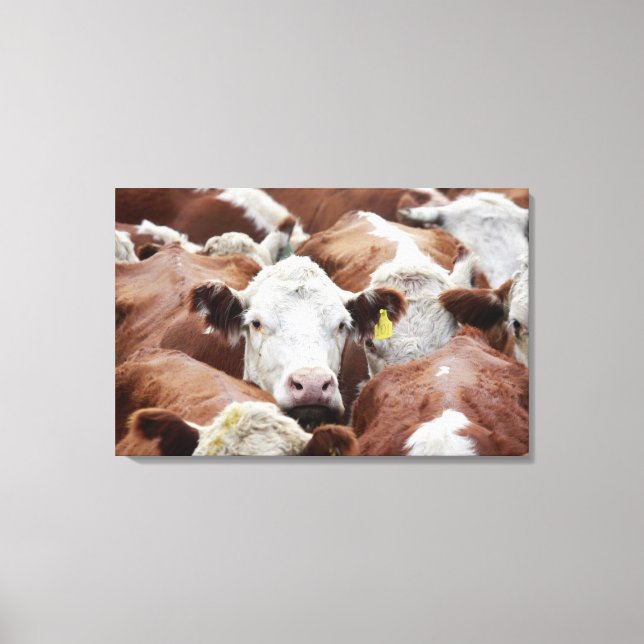 Lienzo Vacas en un corral (Anverso)
