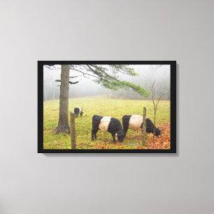 Lienzo Vacas Galloway Belladas En Granja En Rockport Main