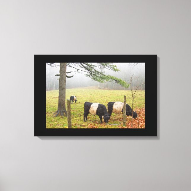 Lienzo Vacas Galloway Belladas En Granja En Rockport Main (Anverso)