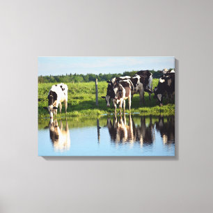 Lienzo Vacas Holstein blancas y negras tomando una bebida